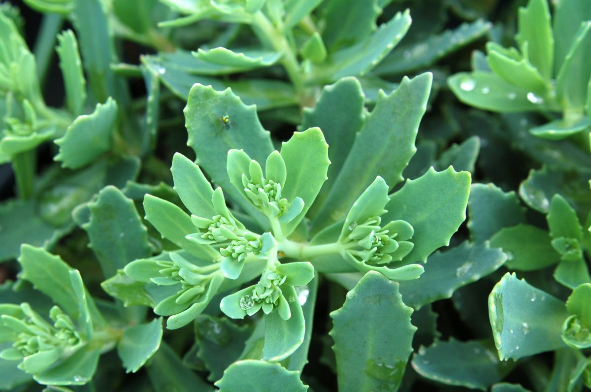 Sedum 'Pure Joy'
